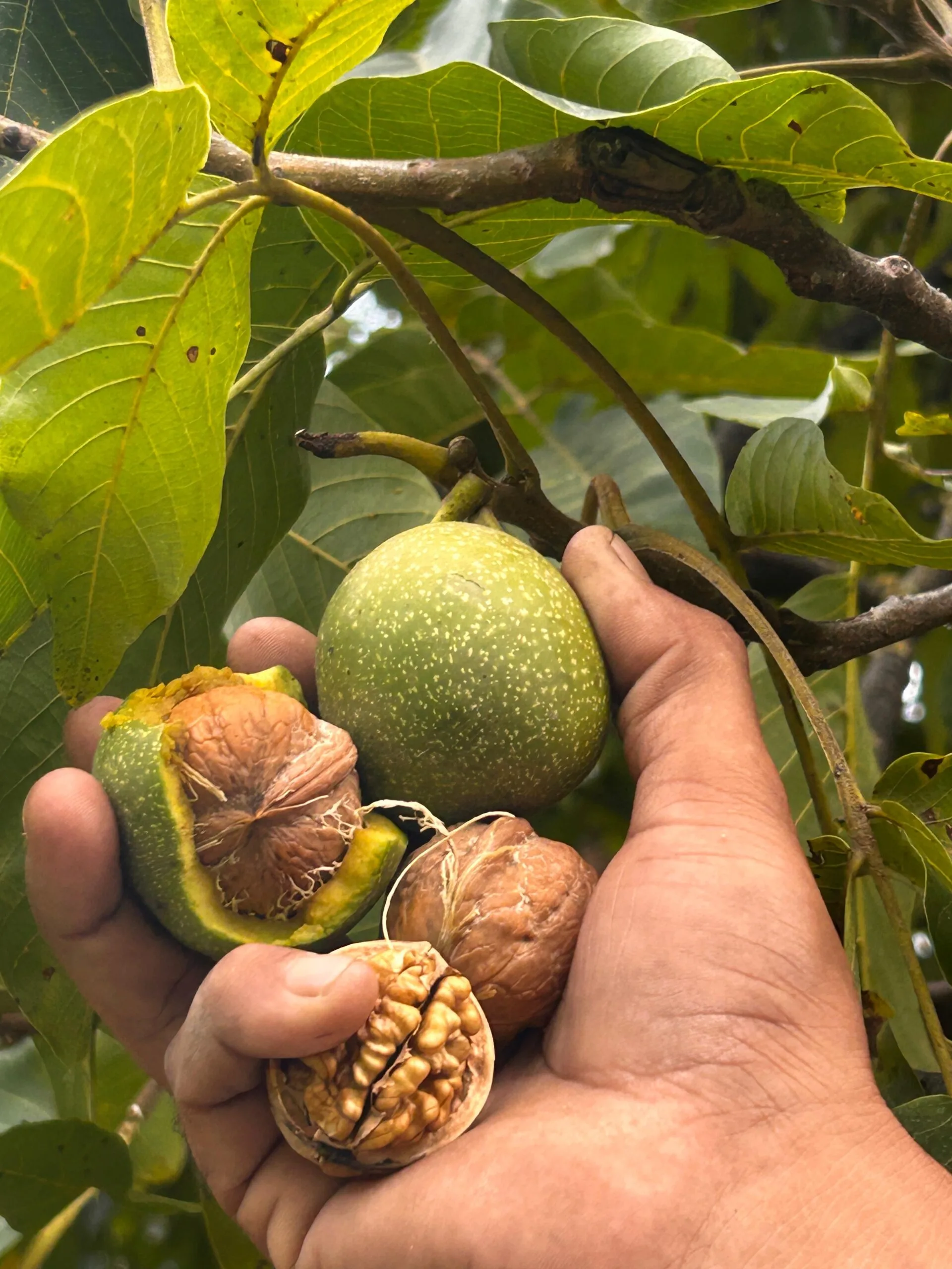 Buy Premium Walnuts online - Walnut Wala