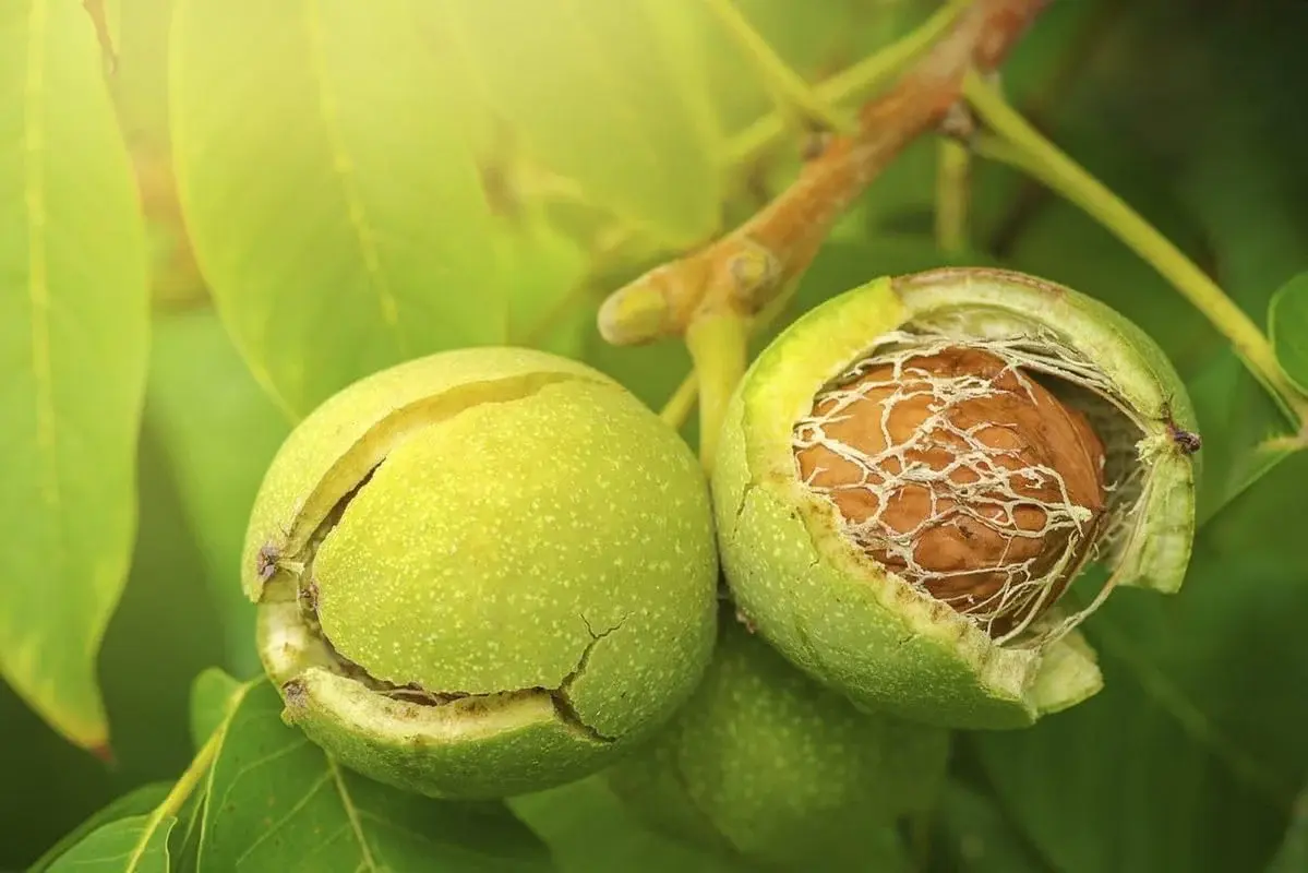 Premium Kashmiri Dry Fruits - Walnut Wala