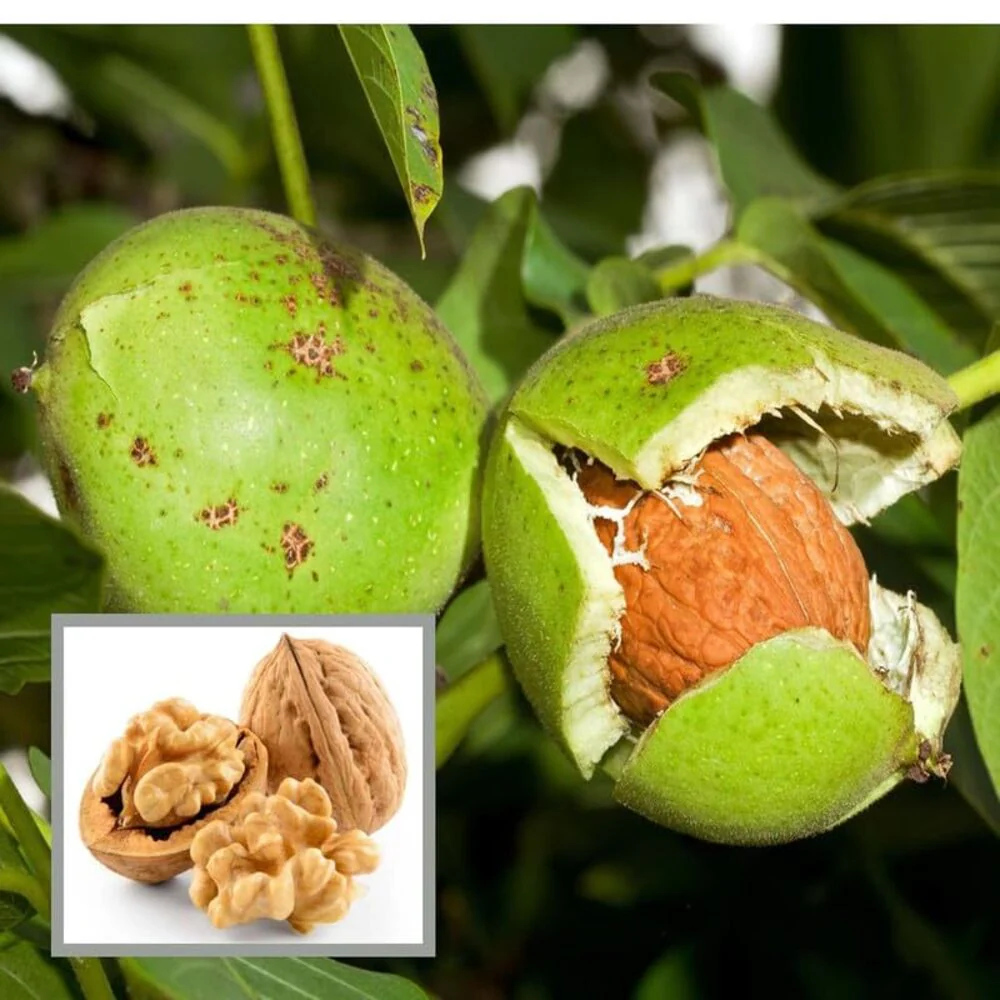 Premium Kashmiri Walnut Kernels – Half Kg Hand picked Qualit. - Image 3 | Walnut Wala